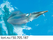 The Caribbean reef squid, Sepioteuthis sepioidea, in the Caribbean Sea. Стоковое фото, фотограф David Fleetham/Stocktrek Images / ТАСС / Фотобанк Лори