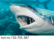 A grey reef shark, Carcharhinus amblyrhynchos, gets a close inspection by a cleaner wrasse, Hawaii. Стоковое фото, фотограф David Fleetham/Stocktrek Images / ТАСС / Фотобанк Лори