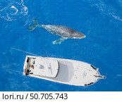 Aerial view of a humpback whale, Megaptera novaeangliae, surfacing beside a boat. Стоковое фото, фотограф David Fleetham/Stocktrek Images / ТАСС / Фотобанк Лори