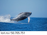 Breaching humpback whale, Megaptera novaeangliae, Hawaii. Стоковое фото, фотограф David Fleetham/Stocktrek Images / ТАСС / Фотобанк Лори