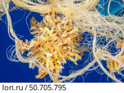 A sargassum fish, Histrio histrio, floating on discarded polypropylene rope. Hawaii. Стоковое фото, фотограф David Fleetham/Stocktrek Images / ТАСС / Фотобанк Лори