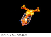 This grass squid, Pickfordiateuthis pulchella, is just a half inch long. Стоковое фото, фотограф David Fleetham/Stocktrek Images / ТАСС / Фотобанк Лори
