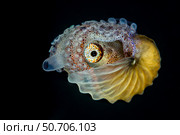 Female paper nautilus (Argonauta spp.), on black background. Стоковое фото, фотограф Bruce Shafer/Stocktrek Images / ТАСС / Фотобанк Лори