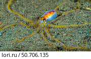 Cryptic wunderpus octopus. Стоковое фото, фотограф Bruce Shafer/Stocktrek Images / ТАСС / Фотобанк Лори