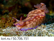 Three-lobed t-bar nudibranch, Anilao, Philippines. Стоковое фото, фотограф Bruce Shafer/Stocktrek Images / ТАСС / Фотобанк Лори