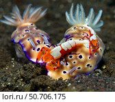 Emperor shrimp (Periclimenes imperator) riding two dorid nudibranchs. Стоковое фото, фотограф Bruce Shafer/Stocktrek Images / ТАСС / Фотобанк Лори