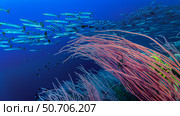 Blackfin barracuda (Sphyraena qenie) swimming over a reef in Papua New Guinea (2020 год). Стоковое фото, фотограф Bruce Shafer/Stocktrek Images / ТАСС / Фотобанк Лори