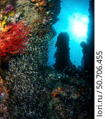Small fish school in a sheltering canyon on a coral reef. Стоковое фото, фотограф Brook Peterson/Stocktrek Images / ТАСС / Фотобанк Лори