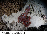 A starry night octopus, Callistoctopus luteus, searches for prey on a reef at night. Стоковое фото, фотограф Ethan Daniels/Stocktrek Images / ТАСС / Фотобанк Лори