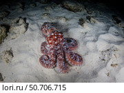 A starry night octopus, Callistoctopus luteus, searches for prey on a reef at night. Стоковое фото, фотограф Ethan Daniels/Stocktrek Images / ТАСС / Фотобанк Лори