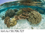 A healthy coral reef thrives in Komodo National Park, Indonesia. Стоковое фото, фотограф Ethan Daniels/Stocktrek Images / ТАСС / Фотобанк Лори