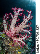 A brightly colored soft coral adorns a beautiful coral reef in Raja Ampat, Indonesia. Стоковое фото, фотограф Ethan Daniels/Stocktrek Images / ТАСС / Фотобанк Лори