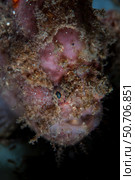 A spotfin frogfish, Antennarius nummifer, lies on the sandy seafloor. Стоковое фото, фотограф Ethan Daniels/Stocktrek Images / ТАСС / Фотобанк Лори