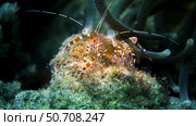 A spotted cleaner shrimp (Periclimenes yucatanicus), Saint Croix. Стоковое фото, фотограф Brent Barnes/Stocktrek Images / ТАСС / Фотобанк Лори