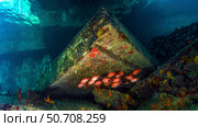 A school of squirrelfish (Holocentrus rufus) under the pier in Saint Croix. Стоковое фото, фотограф Brent Barnes/Stocktrek Images / ТАСС / Фотобанк Лори
