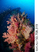 Pink and red soft coral (Dendronephthya) on a shipwreck with schooling silver fish, Riau, Indonesia. Стоковое фото, фотограф Mathieu Meur/Stocktrek Images / ТАСС / Фотобанк Лори