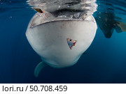 Whale shark (Rhincodon typus) gulping water near the surface, Cenderawasih Bay, Indonesia. Стоковое фото, фотограф Mathieu Meur/Stocktrek Images / ТАСС / Фотобанк Лори