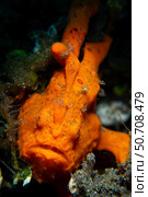 Orange painted frogfish (Antennarius pictus), Bali, Indonesia. Стоковое фото, фотограф Mathieu Meur/Stocktrek Images / ТАСС / Фотобанк Лори