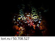 Pair of Coleman Shrimps (Periclimenes colemani) on top of a fire sea urchin (Astropyga radiata) Стоковое фото, фотограф Mathieu Meur/Stocktrek Images / ТАСС / Фотобанк Лори