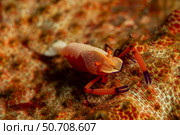 Orange and white emperor shrimp (Periclimenes imperator) on sea cucumber. Стоковое фото, фотограф Mathieu Meur/Stocktrek Images / ТАСС / Фотобанк Лори