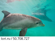 Atlantic bottlenose dolphins, Tursiops truncatus, Curacao. Стоковое фото, фотограф David Fleetham/Stocktrek Images / ТАСС / Фотобанк Лори