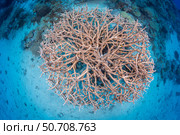 A view looking straight down on a colony of delicate stony coral, Acropora acuminata, Fiji. Стоковое фото, фотограф David Fleetham/Stocktrek Images / ТАСС / Фотобанк Лори