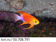 A male fairy anthias, Pseudanthias hawaiiensis, endemic to Hawaii. Стоковое фото, фотограф David Fleetham/Stocktrek Images / ТАСС / Фотобанк Лори