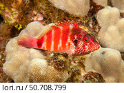 The redbarred hawkfish, Cirrhitops fasciatus, Hawaii. Стоковое фото, фотограф David Fleetham/Stocktrek Images / ТАСС / Фотобанк Лори