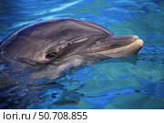 An Atlantic bottlenose dolphin, Tursiops truncatus, peaks its head above water. Стоковое фото, фотограф David Fleetham/Stocktrek Images / ТАСС / Фотобанк Лори