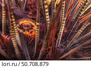 A female sea urchin crab, Echinoecus pentagonus, in the rectum of a common banded urchin, Echinothrix calamaris. Стоковое фото, фотограф David Fleetham/Stocktrek Images / ТАСС / Фотобанк Лори