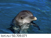 An Atlantic bottlenose dolphin, Tursiops truncatus, peaks its head above water. Стоковое фото, фотограф David Fleetham/Stocktrek Images / ТАСС / Фотобанк Лори