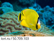 A latticed butterflyfish, Chaetodon rafflesi, Yap, Federated States of Micronesia. Стоковое фото, фотограф David Fleetham/Stocktrek Images / ТАСС / Фотобанк Лори