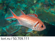 A blackbar soldierfish, Myripristis jacobus, in Bonaire, Netherlands Antilles, Caribbean. Стоковое фото, фотограф David Fleetham/Stocktrek Images / ТАСС / Фотобанк Лори