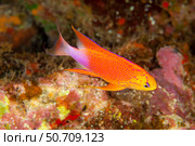 A male fairy anthias, Pseudanthias hawaiiensis, endemic to Hawaii. Стоковое фото, фотограф David Fleetham/Stocktrek Images / ТАСС / Фотобанк Лори