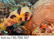 Bluestreak cleaner wrasse, Labroides dimidiatus, inspect a blotched porcupinefish, Diodon liturosus, Yap, Micronesia. Стоковое фото, фотограф David Fleetham/Stocktrek Images / ТАСС / Фотобанк Лори