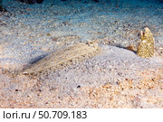 A peacock flounder, Bothus mancus, and a freckled snake eel, Callechelys lutea, on the seabed of Hawaii. Стоковое фото, фотограф David Fleetham/Stocktrek Images / ТАСС / Фотобанк Лори