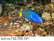 A crescent wrasse, Thalassoma lunare, also known as a moon wrasse, Philippines. Стоковое фото, фотограф David Fleetham/Stocktrek Images / ТАСС / Фотобанк Лори