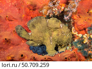 A Commerson's frogfish, Antennarius commerson, perched on sponge, Philippines, Asia. Стоковое фото, фотограф David Fleetham/Stocktrek Images / ТАСС / Фотобанк Лори