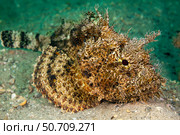 A plumed scorpionfish, Scorpaena grandicornis, off Singer Island in Florida. Стоковое фото, фотограф David Fleetham/Stocktrek Images / ТАСС / Фотобанк Лори