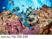 Group of saddle wrasse fish, Thalassoma duperrey, endemic to Hawaii. Стоковое фото, фотограф David Fleetham/Stocktrek Images / ТАСС / Фотобанк Лори