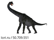 Brachiosaurus dinosaur on white background. Стоковое фото, фотограф Corey Ford/Stocktrek Images / ТАСС / Фотобанк Лори