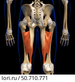 3D rendering of adductor magnus muscle, posterior view on black background. Стоковое фото, фотограф Hank Grebe/Stocktrek Images / ТАСС / Фотобанк Лори