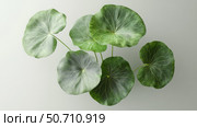 style centella asiatica leaf. Стоковое фото, фотограф Vectorwin / Фотобанк Лори