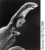 Scanning electron micrograph of a schistosome parasite. Стоковое фото, фотограф National Institutes of Health /Stocktrek/Stocktrek Images / ТАСС / Фотобанк Лори