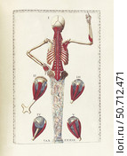 The science of human anatomy by Bartholomeo Eustachi. Стоковое фото, фотограф National Library of Medicine/Stocktrek/Stocktrek Images / ТАСС / Фотобанк Лори