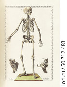 The science of human anatomy by Bartholomeo Eustachi. Стоковое фото, фотограф National Library of Medicine/Stocktrek/Stocktrek Images / ТАСС / Фотобанк Лори