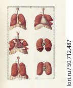 The science of human anatomy by Bartholomeo Eustachi. Стоковое фото, фотограф National Library of Medicine/Stocktrek/Stocktrek Images / ТАСС / Фотобанк Лори