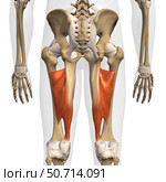 3D rendering of adductor magnus muscle, posterior view on white background. Стоковое фото, фотограф Hank Grebe/Stocktrek Images / ТАСС / Фотобанк Лори