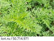 Close-up of bright green ragweed leaves. Noxious weed allergen. Стоковое фото, фотограф Коханова Наталья / Фотобанк Лори