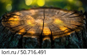 growth rings of a tree. Стоковое фото, фотограф Vectorwin / Фотобанк Лори
